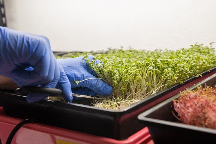 Playbook #118: Microgreens